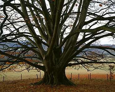 Beech tree in autumn, Arley Arboretum, Worcestershire, England, United Kingdom, Europe