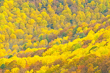 Beautiful foliage in the Indian summer, Blue Ridge Mountain Parkway, North Carolina, United States of America, North America