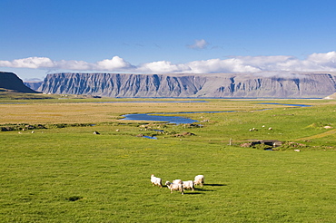 Westfjord scenery, Iceland, Polar Regions