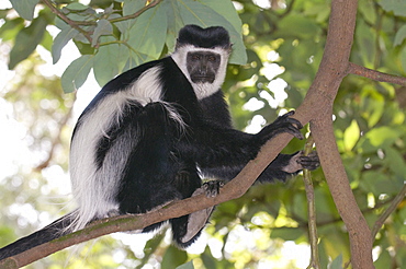 Black and white colobus monkey (Colobus satanas), Ethiopia, Africa