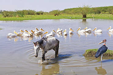 Horse and pelicans in the Abiata-Shala National Park, Ethiopia, Africa