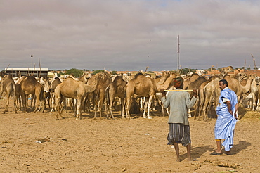 Men trading camels at the camel market, Nouakchott, Mauritania, Africa