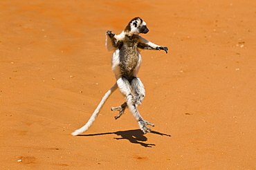 Leaping verreauxi lemur (Verreaux's Sifaka), Berenty Private Reserve, Madagascar, Africa