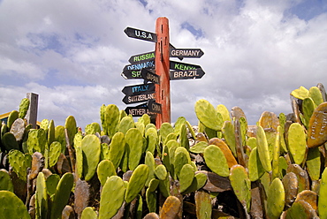 A signpost standing among cactuses, Barbados, West Indies, Caribbean, Central America