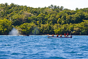 Tourists watching a humpback whale (Megaptera novaeangliae), Ile Sainte Marie, Madagascar, Indian Ocean, Africa