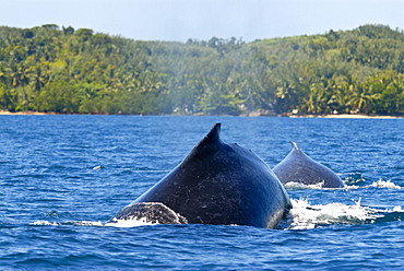 Humpback whale (Megaptera novaeangliae), Ile Sainte Marie, Madagascar, Indian Ocean, Africa