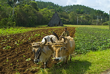 Farmer with oxen cultivating the land for tobacco crops, Vinales, Cuba, West Indies, Caribbean, Central America