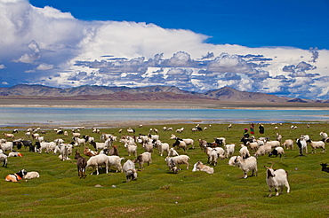 Goats grazing along a little lake, along the road between Ali and Gerze, Tibet, China, Asia