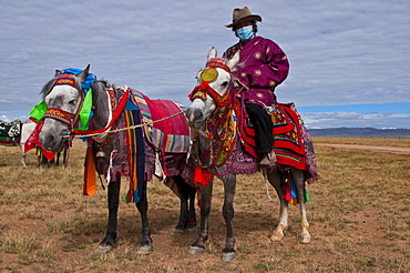 Horse rider on colourfuly dressed horse in the steppe of Western Tibet, China, Asia