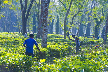 Worker in the Tea plantations in Assam, Northeast India, India, Asia