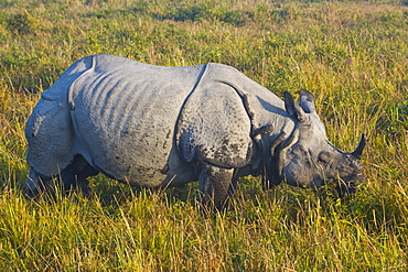 Indian Rhinoceros (Rhinoceros unicornis), Kaziranga National Park, UNESCO World Heritage Site, Assam, Northeast India, India, Asia