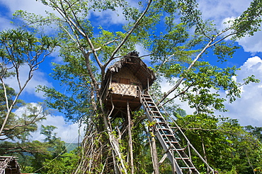 Tree house in a Banyan tree below the Volcano Yasur, Island of Tanna, Vanuatu, South Pacific, Pacific