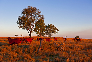 Cattle in the late afternoon light, Carnarvon Gorge, Queensland, Australia, Pacific