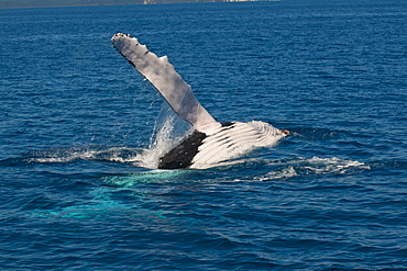 Humpback whale (Megaptera novaeangliae) in Harvey Bay, Queensland, Australia, Pacific