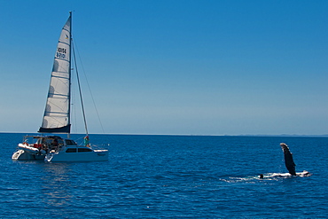 Humpback whale (Megaptera novaeangliae) watching in Harvey Bay, Queensland, Australia, Pacific