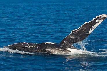 Humpback whale (Megaptera novaeangliae) in Harvey Bay, Queensland, Australia, Pacific