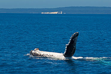 Humpback whale (Megaptera novaeangliae) in Harvey Bay, Queensland, Australia, Pacific