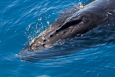 Humpback whale (Megaptera novaeangliae) in Harvey Bay, Queensland, Australia, Pacific