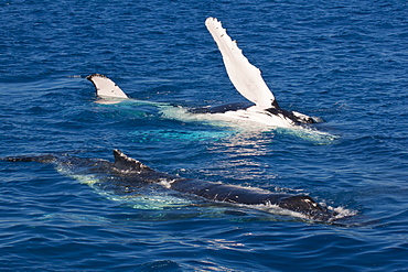 Humpback whale (Megaptera novaeangliae) in Harvey Bay, Queensland, Australia, Pacific