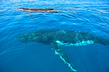 Humpback whale (Megaptera novaeangliae) in Harvey Bay, Queensland, Australia, Pacific