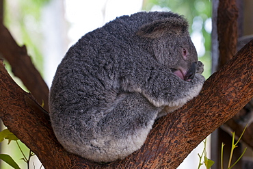 Koala (Phascolarctos cinereus) in the Townsville sanctuary, Queensland, Australia, Pacific