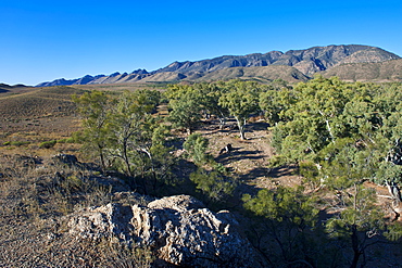 Flinders Ranges National Park, South Australia, Australia, Pacific