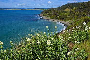 Tasmania, Australia, Pacific 