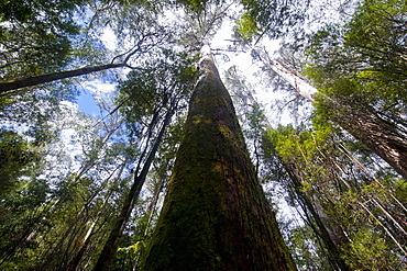 Pandani Grove Nature Trail, Mount Field National Park, Tasmania, Australia, Pacific 