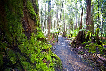 Pandani Grove Nature Trail, Mount Field National Park, Tasmania, Australia, Pacific 