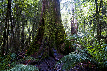 Pandani Grove Nature Trail, Mount Field National Park, Tasmania, Australia, Pacific 