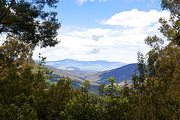 Mount Field National Park, Tasmania, Australia, Pacific 