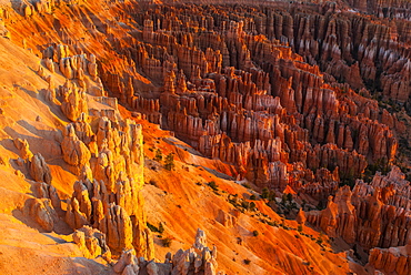 View of the Bryce Canyon at sunset, Bryce Canyon National Park, Utah, United States of America, North America 