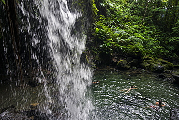 Waterfall splashing in the Emerald Pool in Dominica, West Indies, Caribbean, Central America 