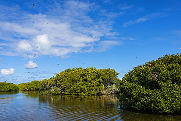 Frigate bird colony in the Codrington lagoon, Barbuda, Antigua and Barbuda, West Indies, Caribbean, Central America