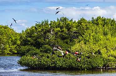 Frigate bird colony in the Codrington lagoon, Barbuda, Antigua and Barbuda, West Indies, Caribbean, Central America