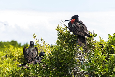 Frigate bird colony in the Codrington lagoon, Barbuda, Antigua and Barbuda, West Indies, Caribbean, Central America