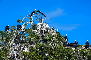 Frigate birds colony at Isla Espiritu Santo, Baja California, Mexico, North America 