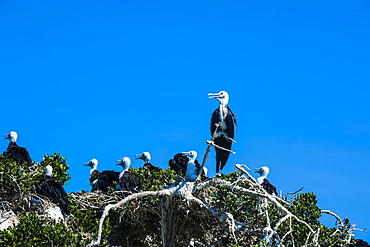 Frigate bird colony at Isla Espiritu Santo, Baja California, Mexico, North America 