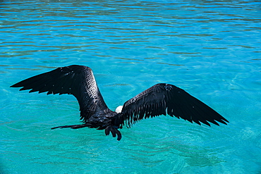 Frigate bird and turquoise waters of Isla Espiritu Santo, Baja California, Mexico, North America 