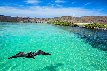 Frigate bird and the turquoise waters of Isla Espiritu Santo, Baja California, Mexico, North America 