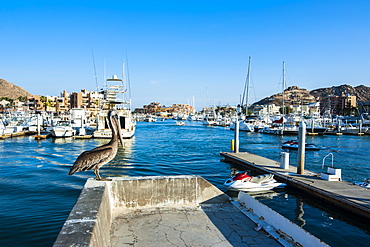 The harbour of Los Cabos, Baja California, Mexico, North America