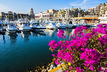 Colourful flowers in the harbour of Los Cabos, Baja California, Mexico, North America