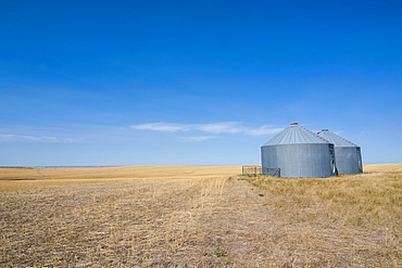 Lonely garner in a field, Badlands National Park, South Dakota, United States of America, North America 