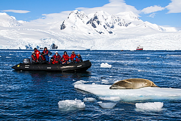 Tourists in a Zodiac in front of glaciers in Ciera Cove looking at a leopard seal, Antarctica, Polar Regions