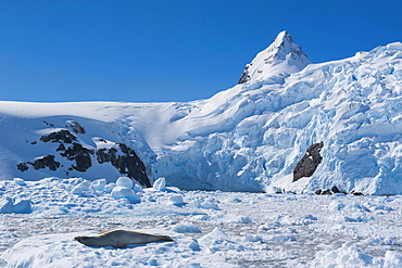 Leopard seal (Hydrurga leptonyx) in front of the glaciers of Cierva Cove, Antarctica, Polar Regions 