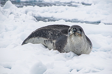 Leopard seal (Hydrurga leptonyx), Enterprise Island, Antarctica, Polar Regions 