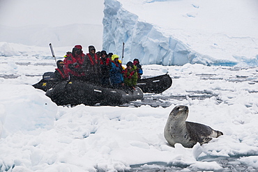 Tourists in a Zodiac looking at a leopard seal (Hydrurga leptonyx), Enterprise Island, Antarctica, Polar Regions