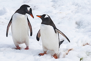 Gentoo penguins (Pygoscelis papua), Mikkelson Island, Antarctica, Polar Regions 