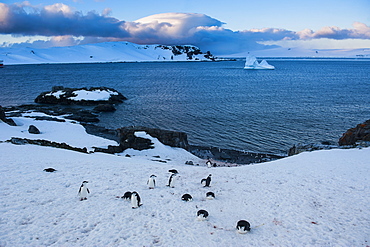 Chinstrap penguins (Pygoscelis antarcticus) colony on half Moon Bay, South Shetland Islands, Antarctica, Polar Regions 