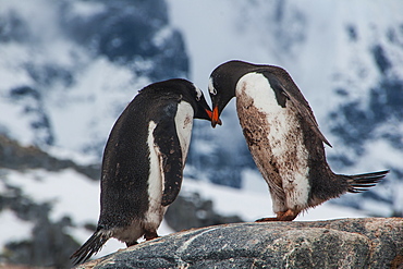 Adelie penguins (Pygoscelis adeliae), Port Lockroy research station, Antarctica, Polar Regions